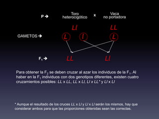 Toro           x          Vaca
                P            heterocigótico             no portadora

                                    Ll                        LL
 GAMETOS                      L           l                   L

               F1               LL                      Ll
Para obtener la F2 se deben cruzar al azar los individuos de la F1. Al
haber en la F1 individuos con dos genotipos diferentes, existen cuatro
cruzamientos posibles: LL x LL, LL x Ll, Ll x LL* y Ll x Ll




* Aunque el resultado de los cruces LL x Ll y Ll x Ll serán los mismos, hay que
considerar ambos para que las proporciones obtenidas sean las correctas.
 
