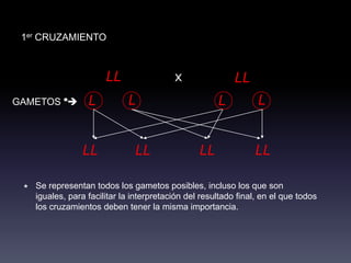 1er CRUZAMIENTO



                      LL                 x                LL
GAMETOS *
        *        L          L                        L          L


               LL             LL                LL             LL

 * Se representan todos los gametos posibles, incluso los que son
   iguales, para facilitar la interpretación del resultado final, en el que todos
   los cruzamientos deben tener la misma importancia.
 