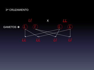 3er CRUZAMIENTO



                 Ll            x            LL
GAMETOS    L         l                 L        L


            LL            LL       Ll            Ll
 