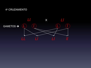 4o CRUZAMIENTO



                  Ll            x            Ll
GAMETOS    L          l                 L        l


            LL             Ll       Ll            ll
 