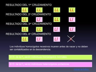 RESULTADO DEL 1er CRUZAMIENTO

             LL            LL              LL               LL
RESULTADO DEL 2o CRUZAMIENTO

             LL            Ll              LL               Ll
RESULTADO DEL 3er CRUZAMIENTO

             LL            LL              Ll               Ll
RESULTADO DEL 4o CRUZAMIENTO

             LL            Ll              Ll               ll
  Los individuos homocigotos recesivos mueren antes de nacer y no deben
  ser contabilizados en la descendencia.


  9/15 de la F2 serán individuos homocigotos normales


  6/15 de la F2 serán individuos heterocigotos portadores

                                                                 Volver al índice
 