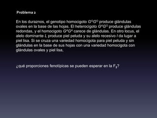 Problema 2

En los duraznos, el genotipo homocigoto GOGO produce glándulas
ovales en la base de las hojas. El heterocigoto GAGO produce glándulas
redondas, y el homocigoto GAGA carece de glándulas. En otro locus, el
alelo dominante L produce piel peluda y su alelo recesivo l da lugar a
piel lisa. Si se cruza una variedad homocigota para piel peluda y sin
glándulas en la base de sus hojas con una variedad homocigota con
glándulas ovales y piel lisa,



¿qué proporciones fenotípicas se pueden esperar en la F2?
 