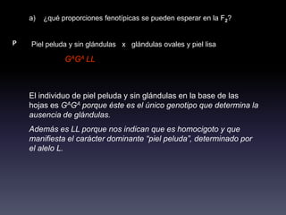 a)   ¿qué proporciones fenotípicas se pueden esperar en la F2?


P   Piel peluda y sin glándulas x glándulas ovales y piel lisa

               GAGA LL



    El individuo de piel peluda y sin glándulas en la base de las
    hojas es GAGA porque éste es el único genotipo que determina la
    ausencia de glándulas.
    Además es LL porque nos indican que es homocigoto y que
    manifiesta el carácter dominante “piel peluda”, determinado por
    el alelo L.
 