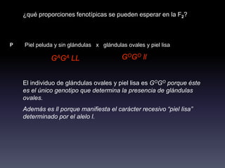 ¿qué proporciones fenotípicas se pueden esperar en la F2?



P   Piel peluda y sin glándulas x glándulas ovales y piel lisa

              GAGA LL                     GOGO ll


    El individuo de glándulas ovales y piel lisa es GOGO porque éste
    es el único genotipo que determina la presencia de glándulas
    ovales.
    Además es ll porque manifiesta el carácter recesivo “piel lisa”
    determinado por el alelo l.
 