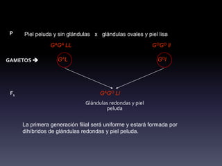 P    Piel peluda y sin glándulas x glándulas ovales y piel lisa

                 GAGA LL                                   GOGO ll

GAMETOS            GA L                                     GO l




 F1                                  GAGO Ll
                               Glándulas redondas y piel
                                       peluda

      La primera generación filial será uniforme y estará formada por
      dihíbridos de glándulas redondas y piel peluda.
 