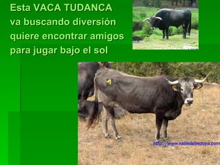 Esta VACA TUDANCA va buscando diversión quiere encontrar amigos para jugar bajo el sol 