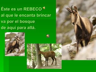 Éste es un REBECO al que le encanta brincar va por el bosque de aquí para allá. 