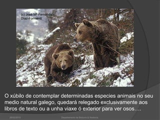 O xúbilo de contemplar determinadas especies animais no seu medio natural galego, quedará relegado exclusivamente aos libros de texto ou a unha viaxe ó exterior para ver osos….26/02/2010Departamento de Bioloxía & Xeoloxía.