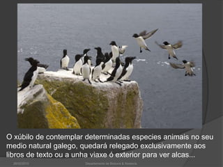 26/02/2010Departamento de Bioloxía & Xeoloxía.O xúbilo de contemplar determinadas especies animais no seu medio natural galego, quedará relegado exclusivamente aos libros de texto ou a unha viaxe ó exterior para ver alcas...