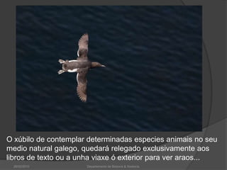 26/02/2010Departamento de Bioloxía & Xeoloxía.O xúbilo de contemplar determinadas especies animais no seu medio natural galego, quedará relegado exclusivamente aos libros de texto ou a unha viaxe ó exterior para ver araos...