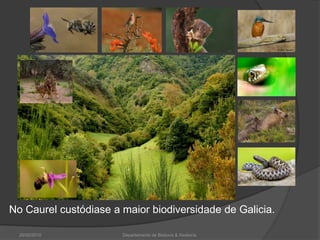26/02/2010Departamento de Bioloxía & Xeoloxía.No Caurel custódiase a maior biodiversidade de Galicia. 