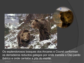 26/02/2010Departamento de Bioloxía & Xeoloxía.Os esplendorosos bosques dos Ancares e Courel conforman os derradeiros reductos galegos por onde transita o Oso pardo ibérico e onde cantaba a pita do monte.