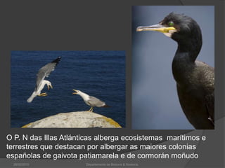 26/02/2010Departamento de Bioloxía & Xeoloxía.O P. N das Illas Atlánticas alberga ecosistemas  marítimos e terrestres que destacan por albergar as maiores colonias españolas de gaivota patiamarela e de cormorán moñudo