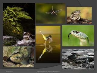 26/02/2010Departamento de Bioloxía & Xeoloxía.