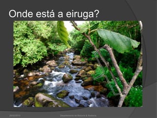 Onde está a eiruga?26/02/2010Departamento de Bioloxía & Xeoloxía.