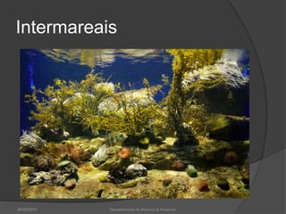 Intermareais26/02/2010Departamento de Bioloxía & Xeoloxía.