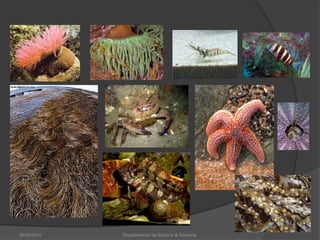 26/02/2010Departamento de Bioloxía & Xeoloxía.