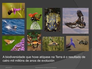 A biodiversidade que hoxe atópase na Terra é o resultado de catro mil millóns de anos de evolución26/02/2010Departamento de Bioloxía & Xeoloxía.