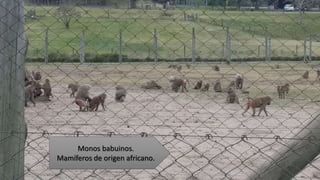 Monos babuinos.
Mamíferos de origen africano.
 