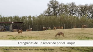 Fotografías de un recorrido por el Parque
Muflón. Mamífero de la familia de las cabras, de origen europeo.
 