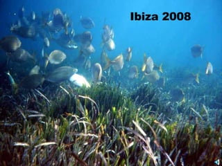 Ibiza 2008 