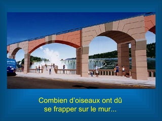 Combien d’oiseaux ont dû  se frapper sur le mur...  