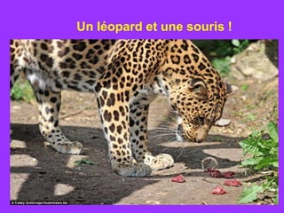 Un léopard et une souris !
 