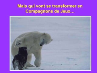 Mais qui vont se transformer en
   Compagnons de Jeux…
 