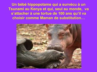 Un bébé hippopotame qui a survécu à un
Tsunami au Kenya et qui, seul au monde, va
 s’attacher à une tortue de 100 ans qu’il va
  choisir comme Maman de substitution…
 