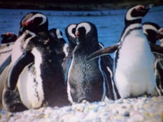 “Un pingüino llamado Magallanes” 
 
