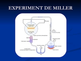 EXPERIMENT DE MILLER 
