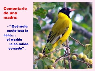 Comentario
de una
madre:

   - “Qué mala
  suerte tuvo la
nena...
  el marido
     le ha salido
    cornudo”.
 