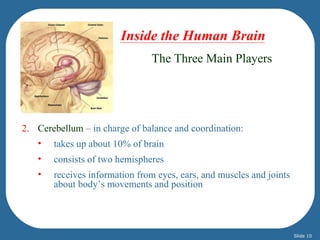 Inside the Human Brain
                               The Three Main Players




2. Cerebellum – in charge of balance and coordination:
   •   takes up about 10% of brain
   •   consists of two hemispheres
   •   receives information from eyes, ears, and muscles and joints
       about body’s movements and position




                                                                      Slide 10
 