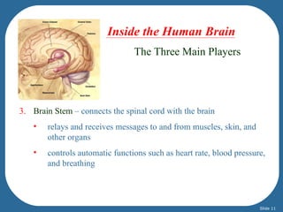 Inside the Human Brain
                                The Three Main Players




3. Brain Stem – connects the spinal cord with the brain
   •   relays and receives messages to and from muscles, skin, and
       other organs
   •   controls automatic functions such as heart rate, blood pressure,
       and breathing




                                                                     Slide 11
 