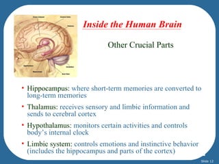 Inside the Human Brain

                             Other Crucial Parts




• Hippocampus: where short-term memories are converted to
  long-term memories
• Thalamus: receives sensory and limbic information and
  sends to cerebral cortex
• Hypothalamus: monitors certain activities and controls
  body’s internal clock
• Limbic system: controls emotions and instinctive behavior
  (includes the hippocampus and parts of the cortex)
                                                              Slide 12
 