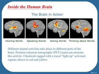 Inside the Human Brain
                     The Brain in Action




Hearing Words    Speaking Words     Seeing Words    Thinking about Words


 Different mental activities take place in different parts of the
 brain. Positron emission tomography (PET) scans can measure
 this activity. Chemicals tagged with a tracer “light up” activated
 regions shown in red and yellow.



                                                                      Slide 13
 