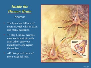 Inside the
   Human Brain
         Neurons

• The brain has billions of
  neurons, each with an axon
  and many dendrites.
• To stay healthy, neurons
  must communicate with
  each other, carry out
  metabolism, and repair
  themselves.
• AD disrupts all three of
  these essential jobs.


                               Slide 14
 