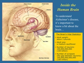 Inside the
  Human Brain
To understand
Alzheimer’s disease,
it’s important to
know a bit about the
brain…
 The Brain’s Vital Statistics
• Adult weight:
  about 3 pounds
• Adult size:
  a medium cauliflower
• Number of neurons:
  100,000,000,000
  (100 billion)
• Number of synapses
  (the gap between neurons):
  100,000,000,000,000
  (100 trillion)
                          Slide 8
 