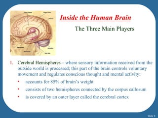 Inside the Human Brain
                                 The Three Main Players




1. Cerebral Hemispheres – where sensory information received from the
   outside world is processed; this part of the brain controls voluntary
   movement and regulates conscious thought and mental activity:
   •   accounts for 85% of brain’s weight
   •   consists of two hemispheres connected by the corpus callosum
   •   is covered by an outer layer called the cerebral cortex


                                                                      Slide 9
 