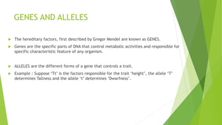 UNRAVELLING GENETIC MYSTERIES - MENDEL EXPERIMENTS (1).pptx
