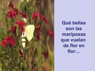 Qué bellas son las mariposas que vuelan  de flor en flor… 