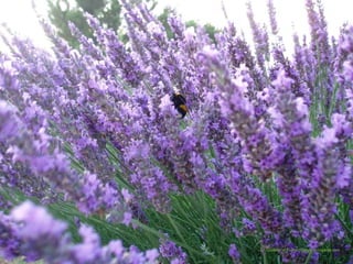 courtesy of Fiumorbo.blog. mongénie.comcourtesy of Fiumorbo.blog. mongénie.com
 