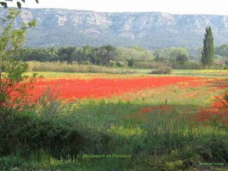 courtesy of Tonton84
Mallemort en ProvenceMallemort en Provence
 