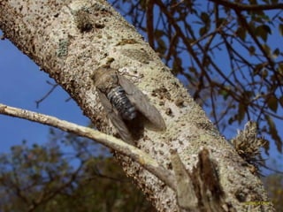 courtesy of Cécilecourtesy of Cécile
 