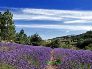 Eygalayes - DrômeEygalayes - Drôme
 