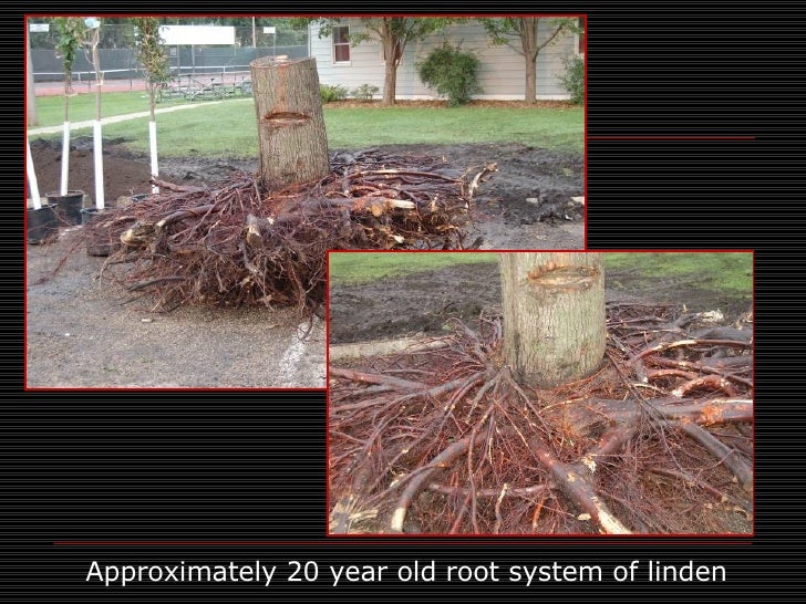 Unri Deep Roots Webcast 08 Compressed - Unri Deep Roots Webcast 08 Compressed