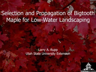 Selection and Propagation of Bigtooth 
Maple for Low-Water Landscaping 
Larry A. Rupp 
Utah State University Extension 
 
