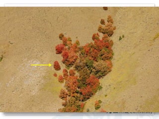 Comparison of Google Earth™ 
image and original photograph. 
 