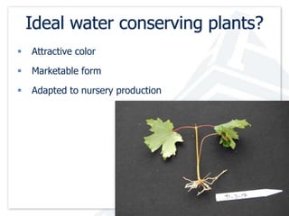 Ideal water conserving plants? 
 Attractive color 
 Marketable form 
 Adapted to nursery production 
 