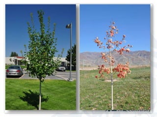 Bigtooth Maple: Developing new cultivars for outstanding fall color in western landscapes